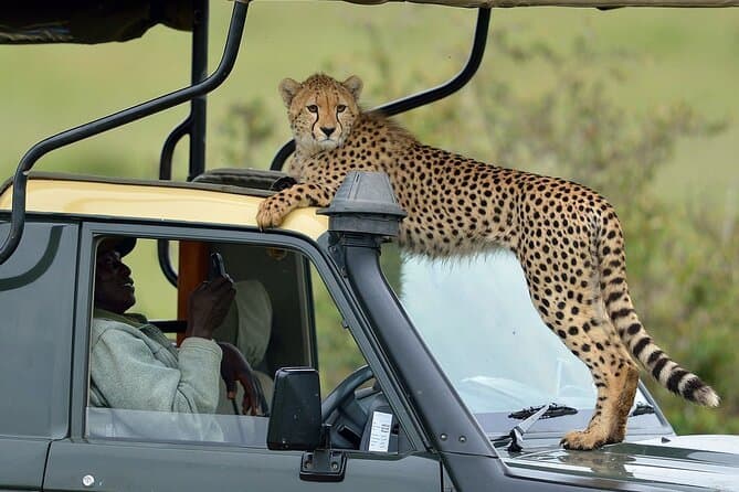 Cheetah perched on safari Land Cruiser roof during a game drive in the Masai Mara