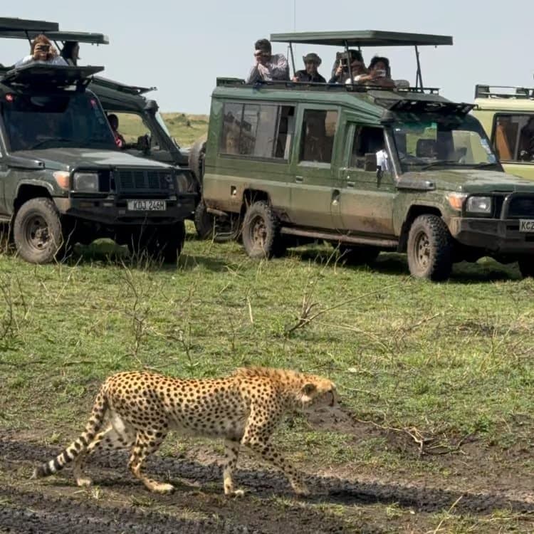 Cheetah stalking through golden savannah grass in Kenya wildlife reserve