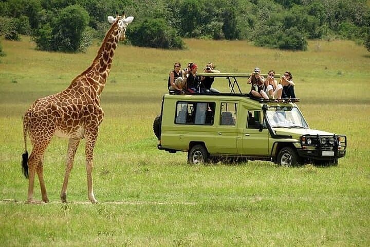 Giraffe walking alongside a safari Land Cruiser on an open savannah game drive