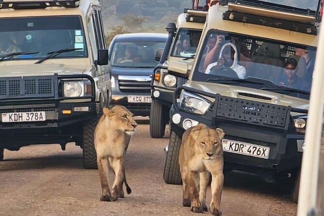 Lionesses walking past a convoy of 4×4 safari vehicles in Kenya