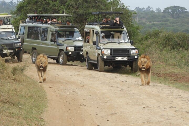 Two male lions walking on a dirt road beside safari Land Cruisers in Kenya