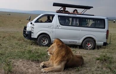 Safari minivan on game drive with lion in foreground