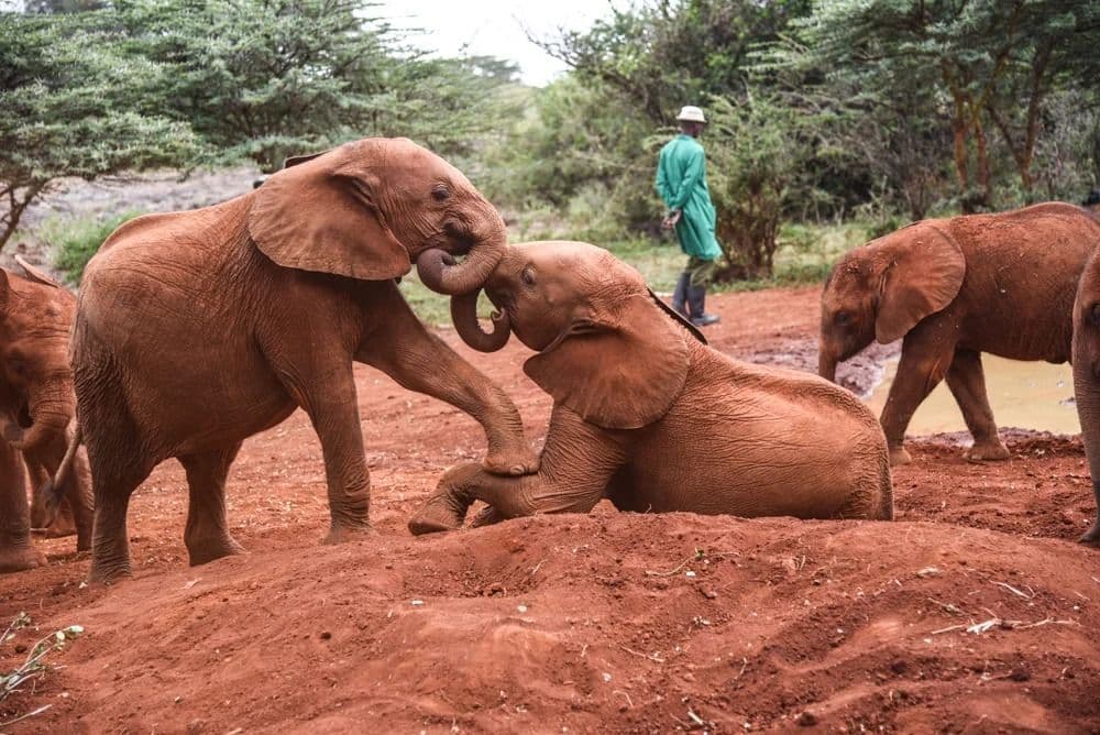Baby Elephants at Sheldrick Wildlife Trust - Thumbnail 2