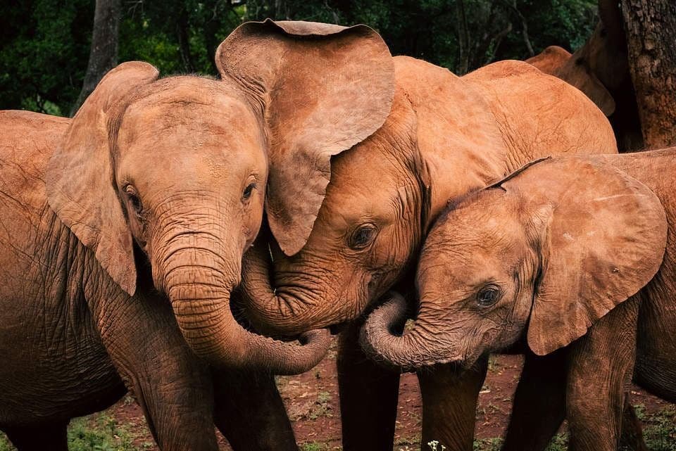 Baby Elephants at Sheldrick Wildlife Trust - Thumbnail 3
