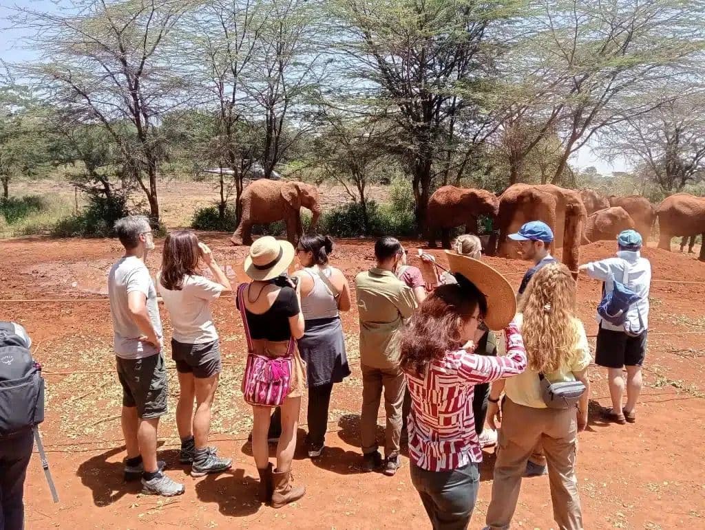 Baby Elephants at Sheldrick Wildlife Trust - Image 1