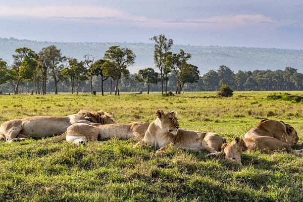 AFRICA SAFARI EXPERIENCES