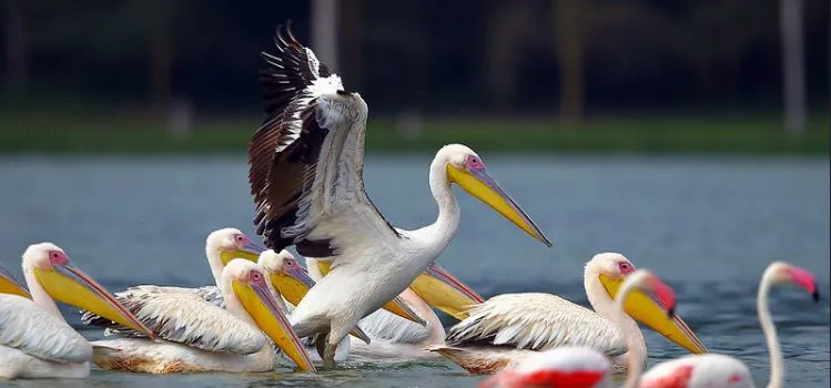 Bird Watching Safari Tours in Kenya & Tanzania 8
