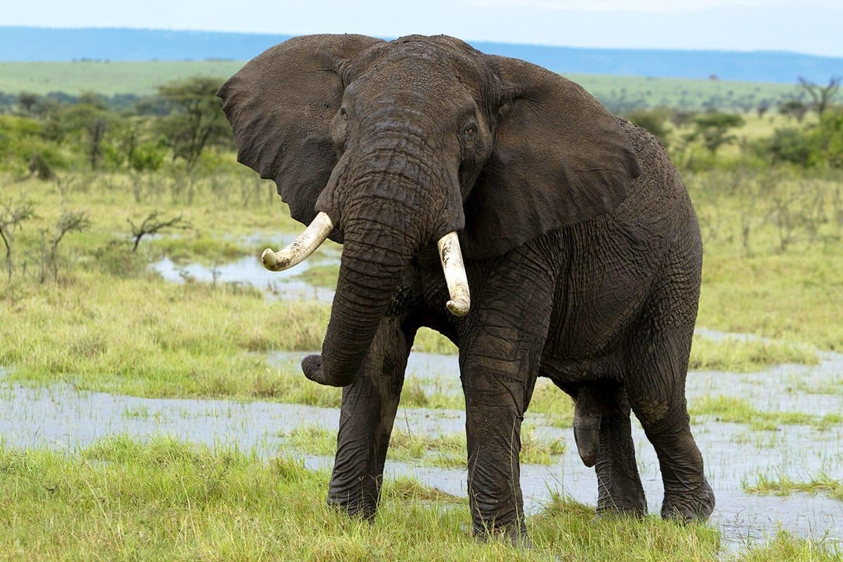 Day 3 — Morning Game Drive & Transfer to Nairobi