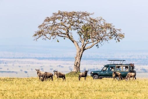Day 2 — Full Day in Masai Mara National Reserve