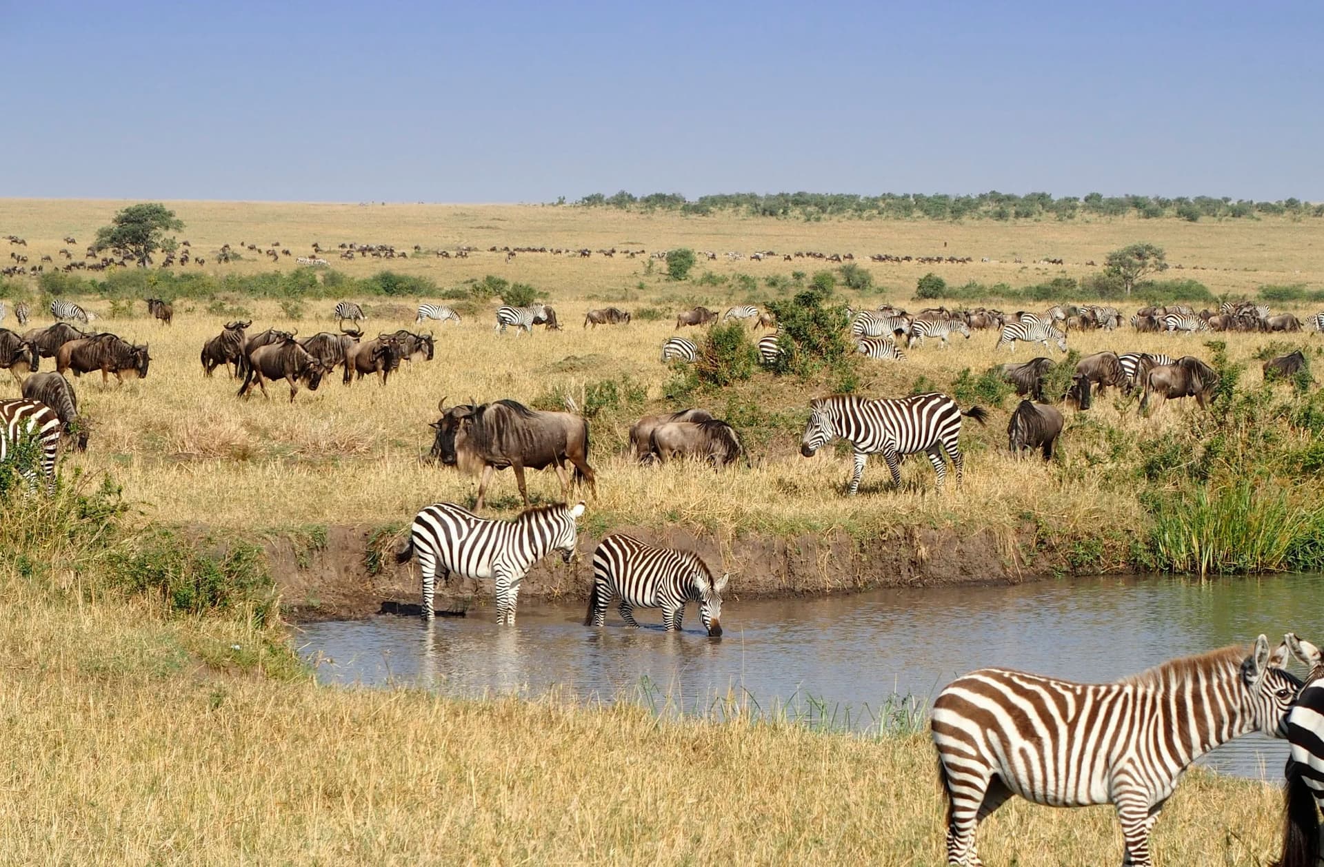 1-Day Shimba Hills Group Safari from Diani | Sable Antelope & Rainforest