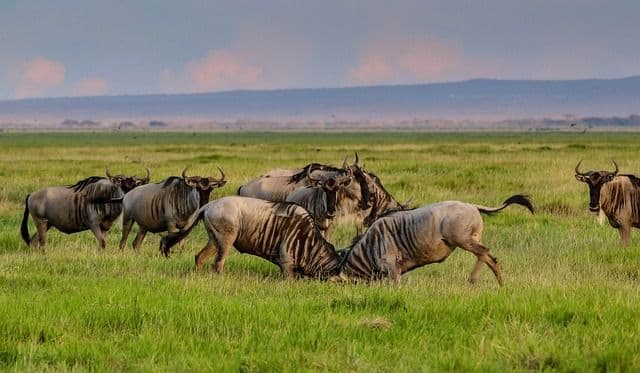 5-Day Tanzania Safari | Tarangire, Serengeti & Ngorongoro