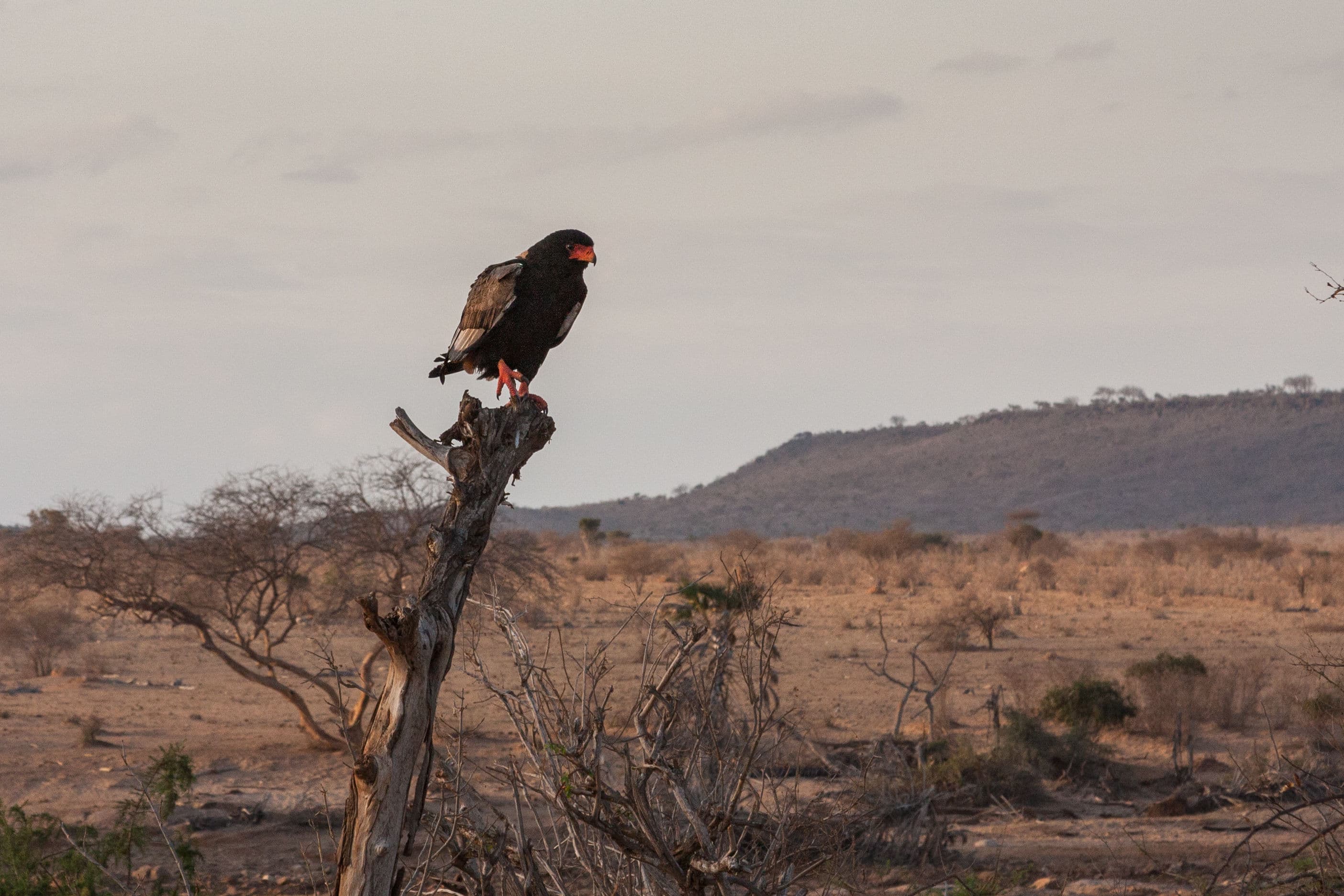 Tsavo National Park
