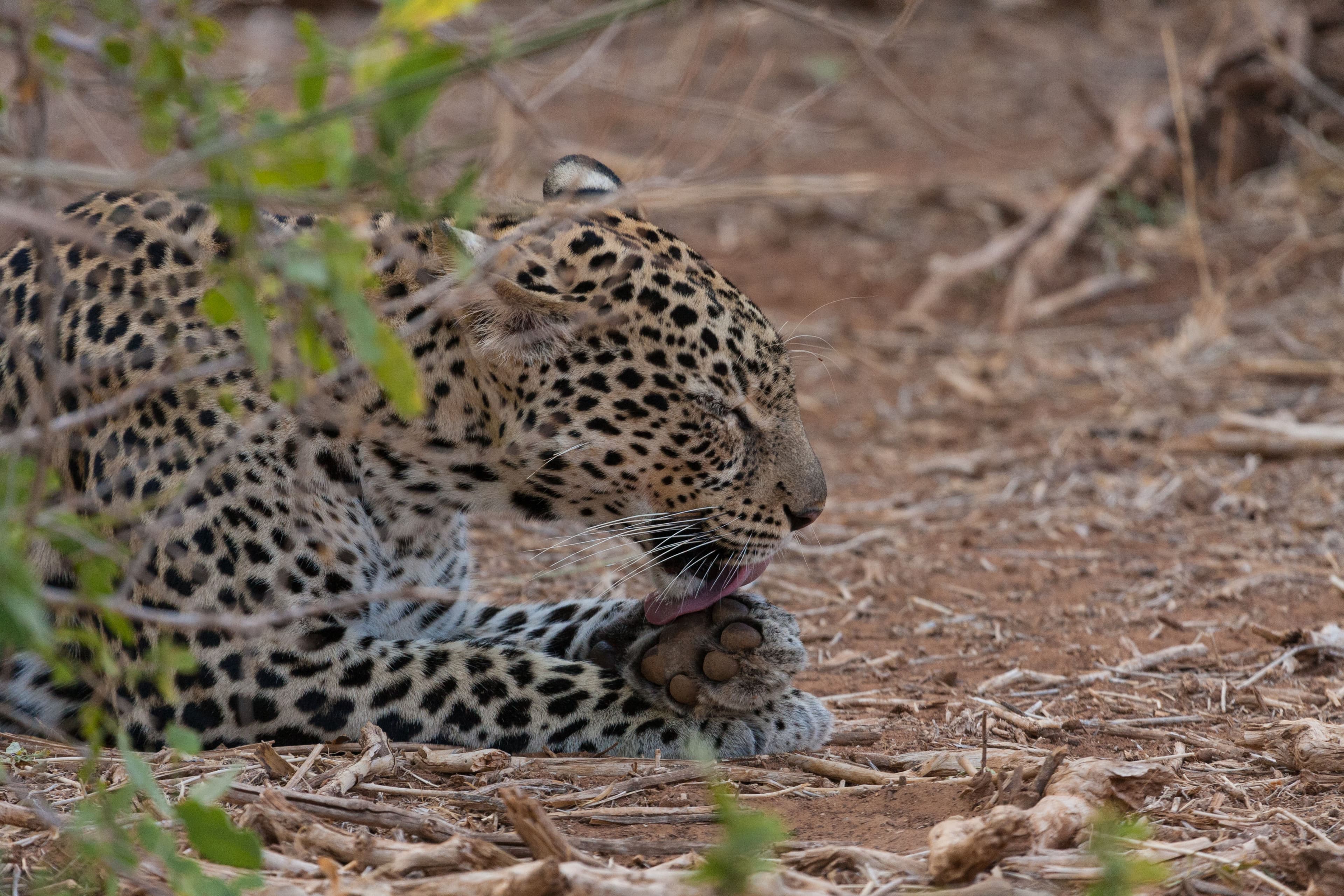 Leopard in the wild terrain of Samburu National Reserve, Kenya