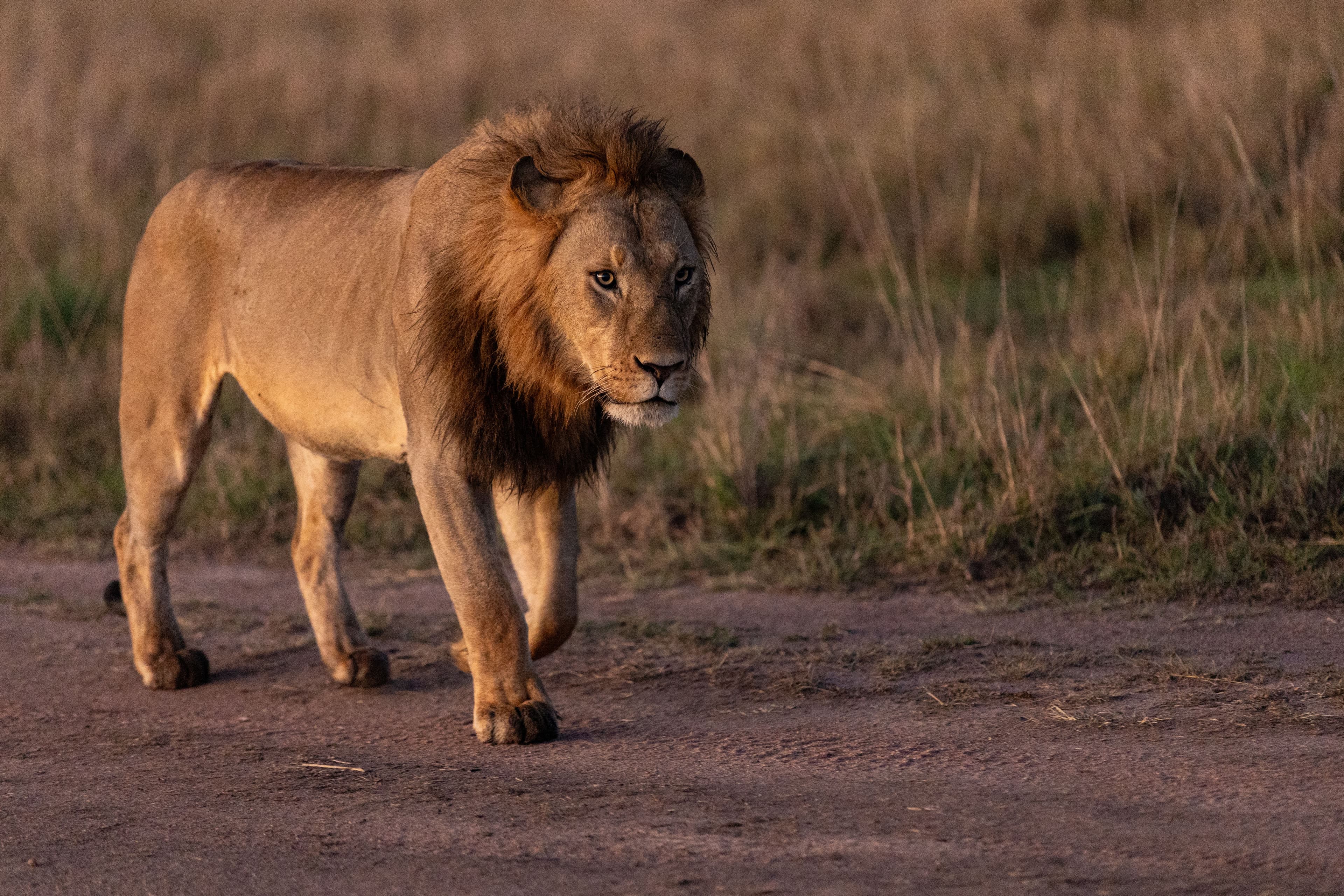 Nairobi National Park Half-Day Tour | City Skyline Safari - Thumbnail 6