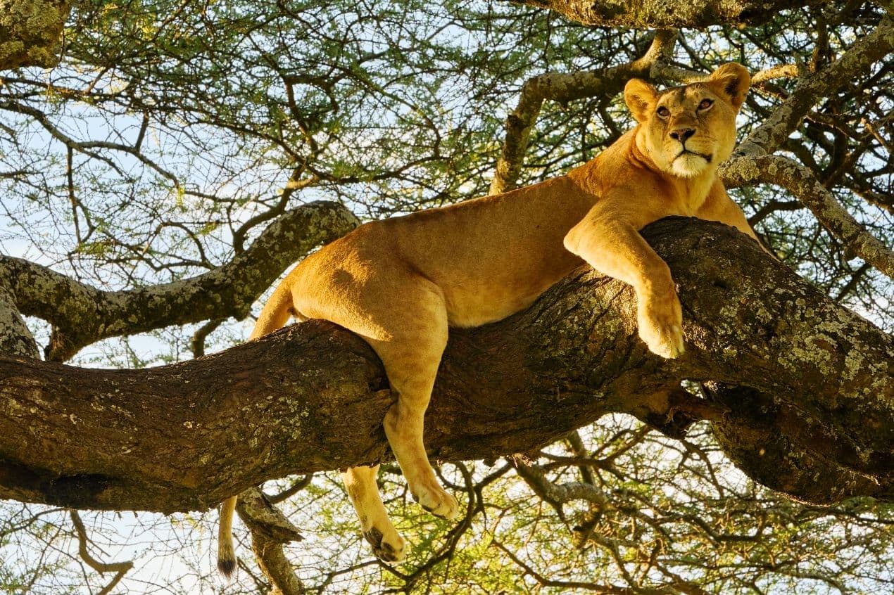 3-Day Serengeti Fly-In Safari | Great Migration Express