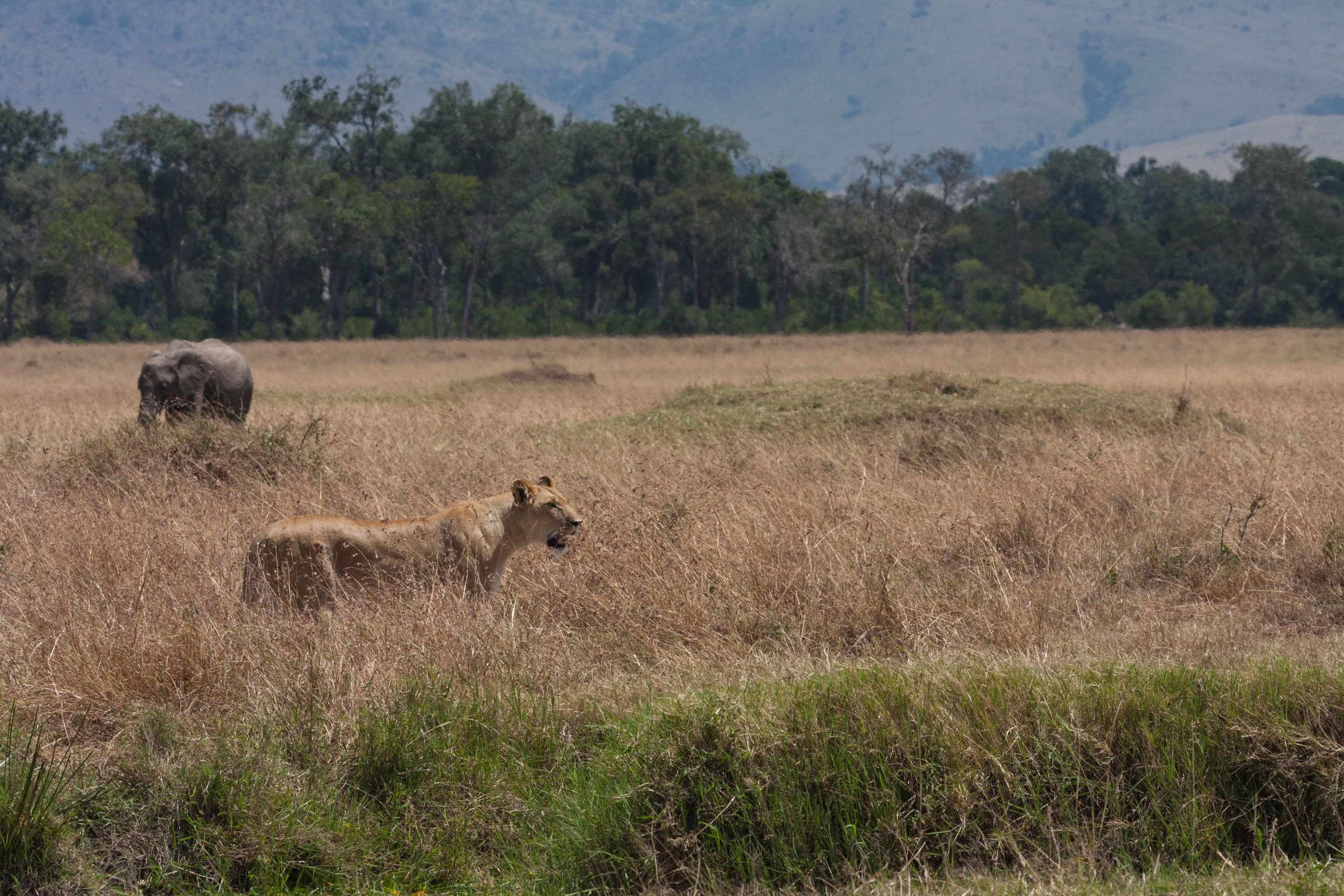 Day 3 — Masai Mara — Second Full Day