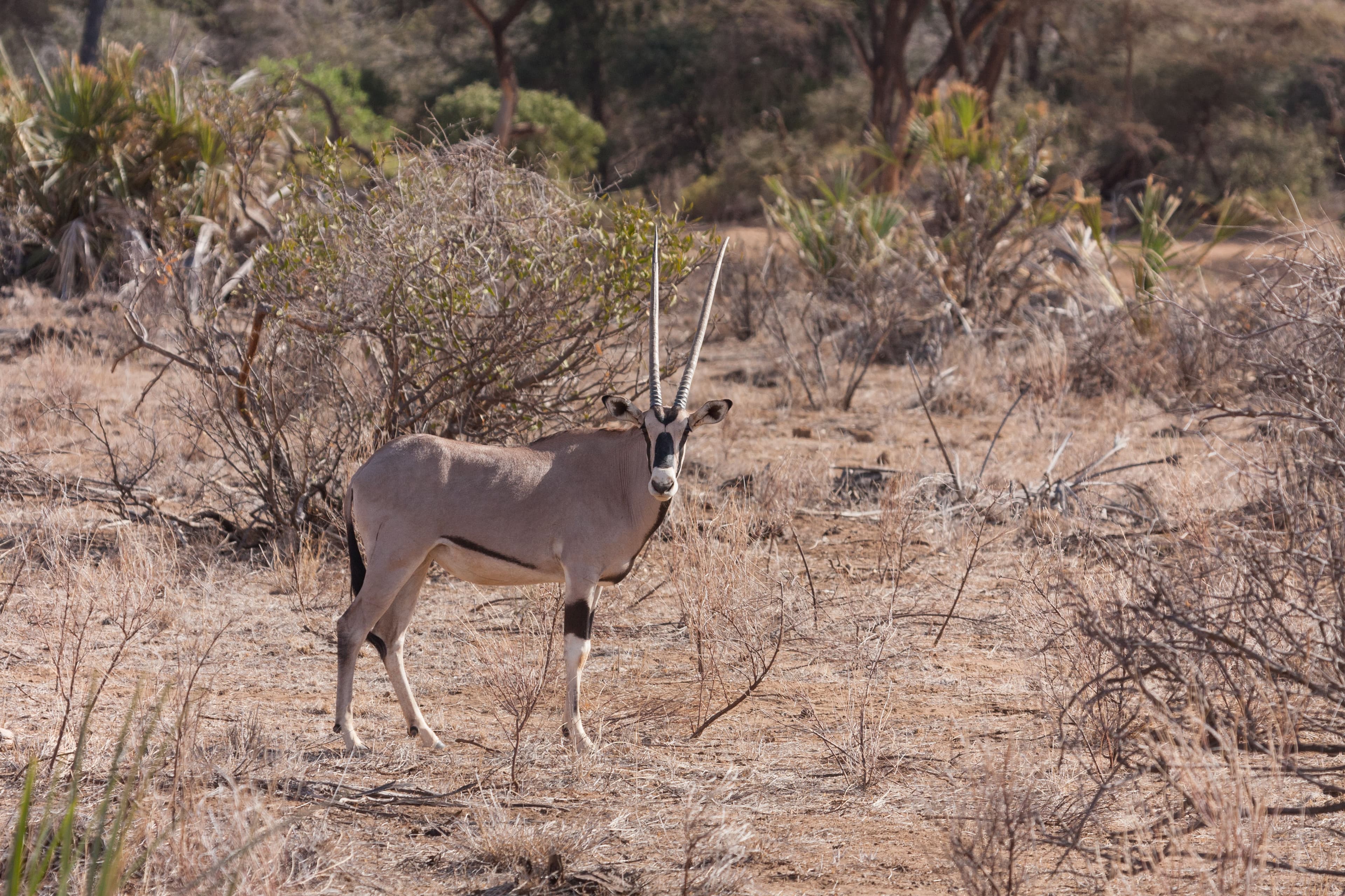 Day 3 — Samburu to Ol Pejeta Conservancy — via Isiolo & Nanyuki (170 km, ~2.5 hrs)