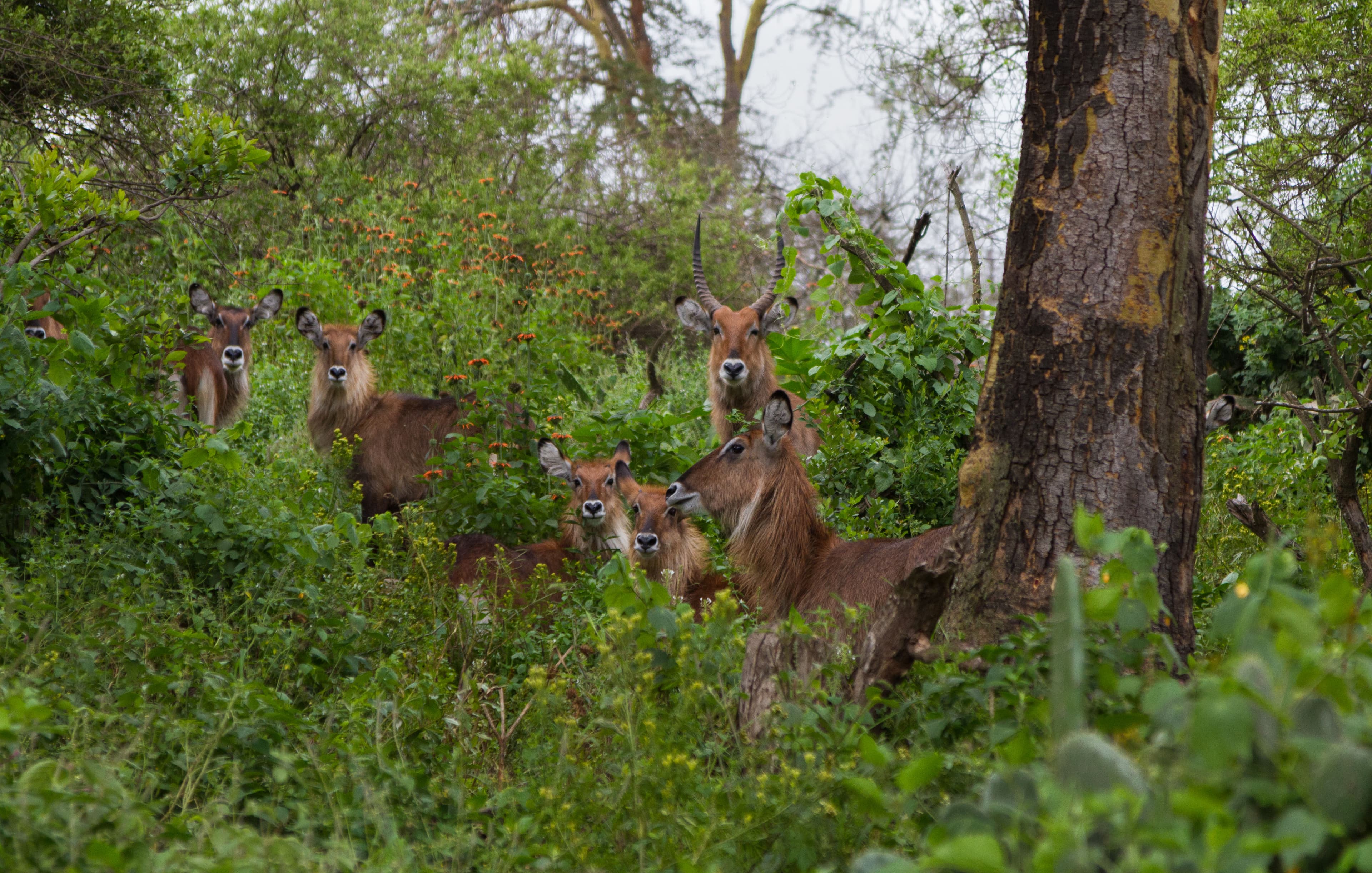Waterbucks grazing at the shores of Lake Naivasha, Kenya