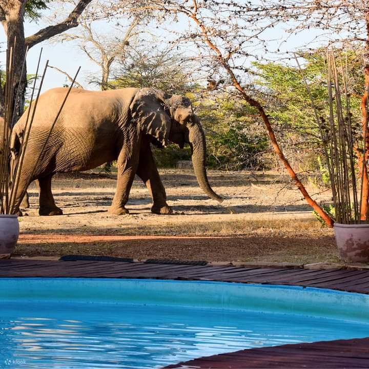 Day 6 — Amboseli to Tsavo West