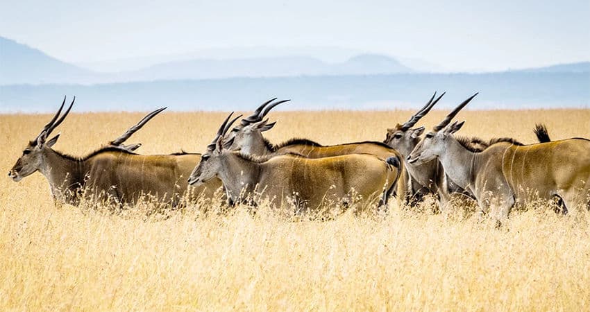 Day 3 — Samburu to Ol Pejeta Conservancy