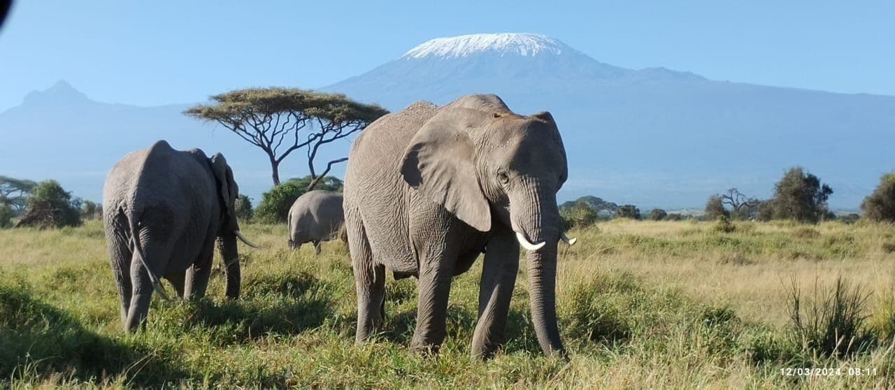Day 4 — Tsavo East to Tsavo West National Park