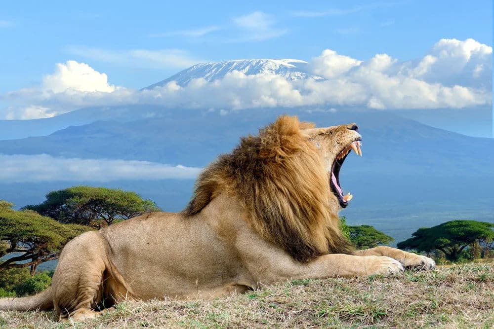 Day 1 — Amboseli National Park — In the Shadow of Kilimanjaro