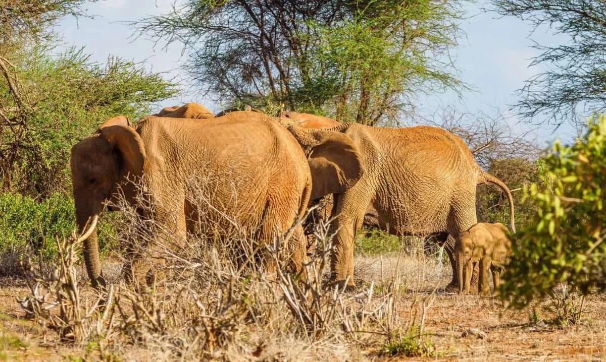 12-Day Grand Kenya-Rwanda Safari