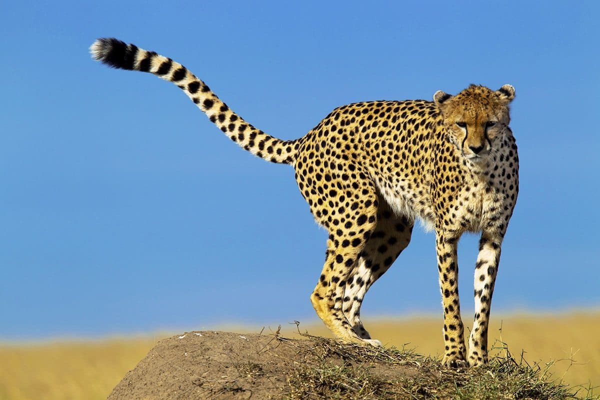 Day 2 — Full Day in Amboseli