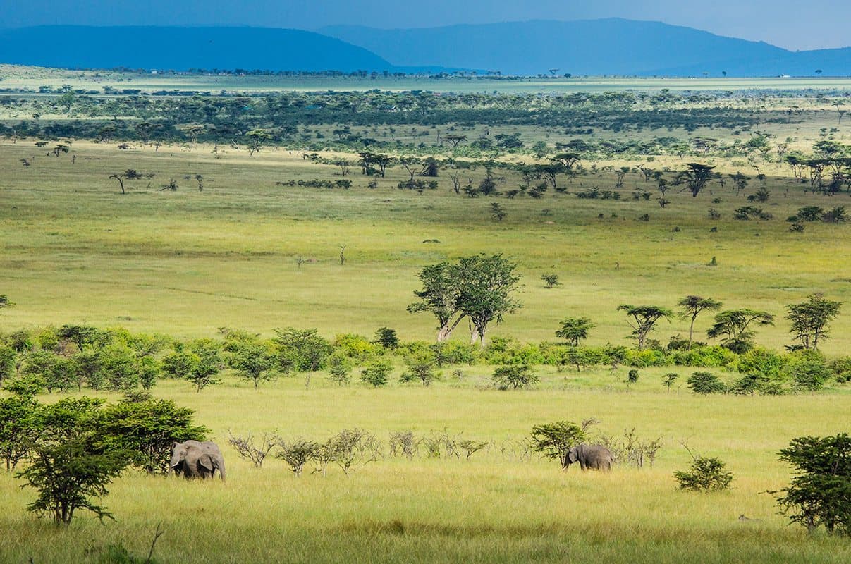 Majestic African elephant walking across the Masai Mara plains at golden hour