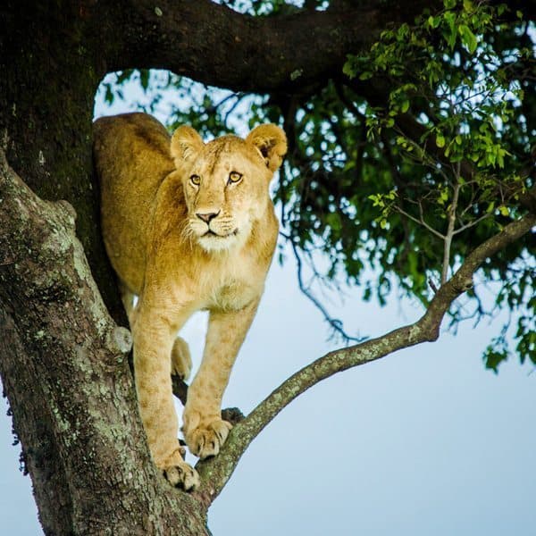 Day 5 — Mara to Serengeti