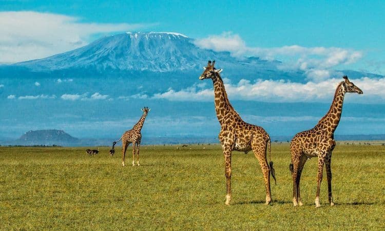9-Day Kenya & Rwanda Wildlife & Culture