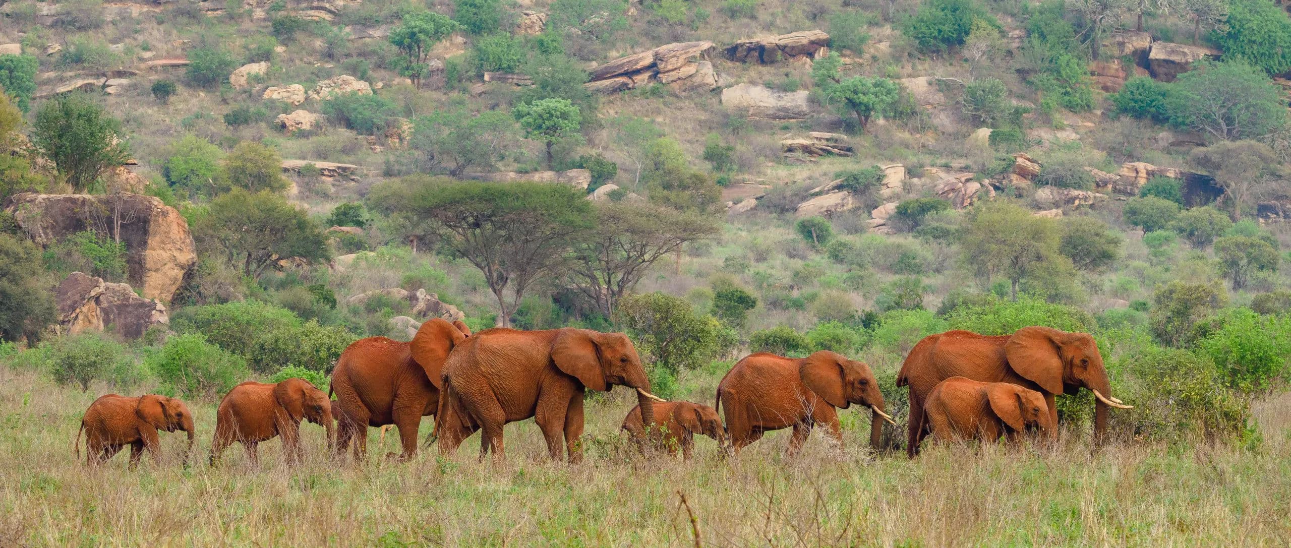 6-Day Beach to Nairobi Safari | Tsavo & Amboseli