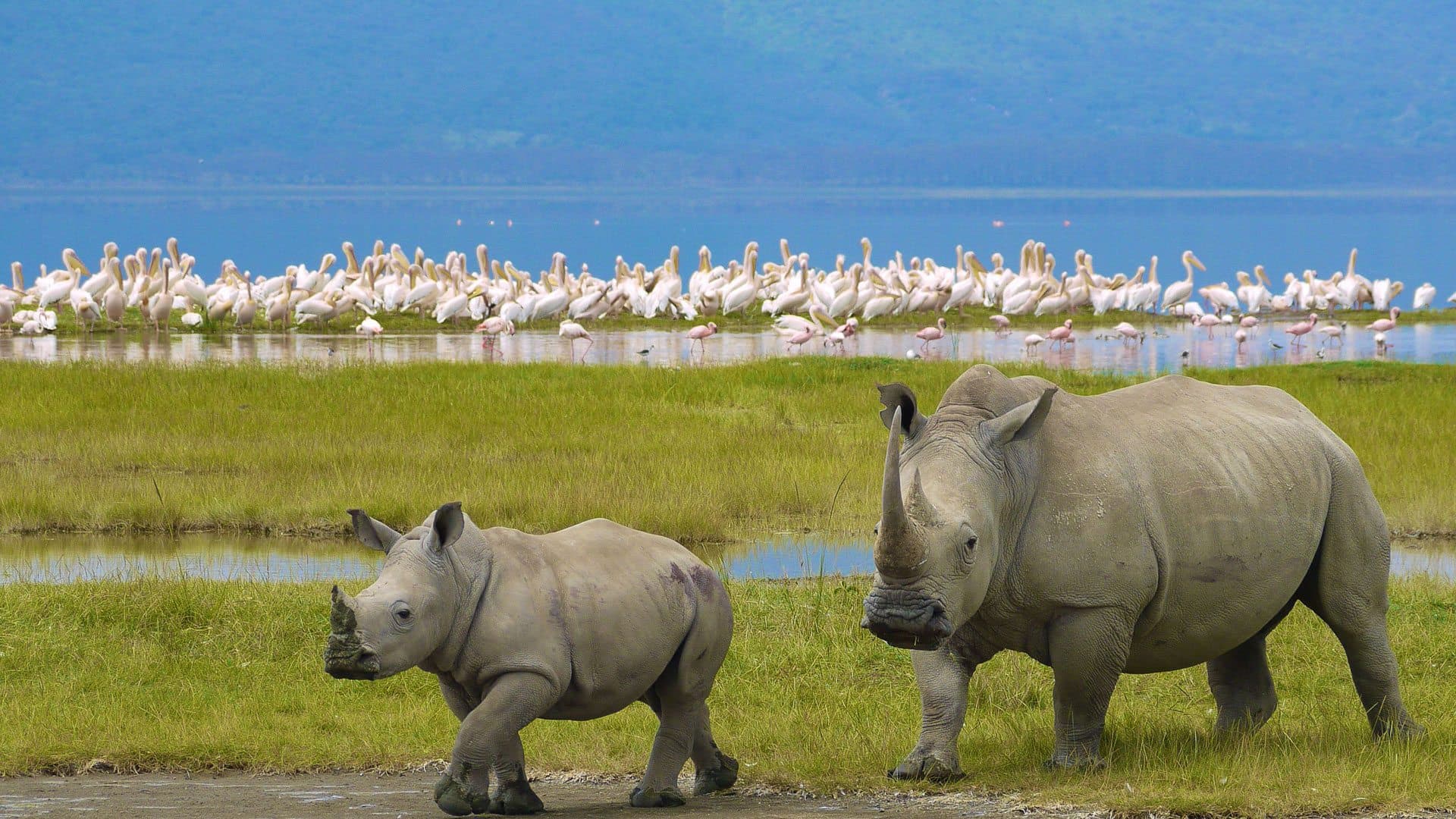 Day 5 — Full Day at the Masai Mara