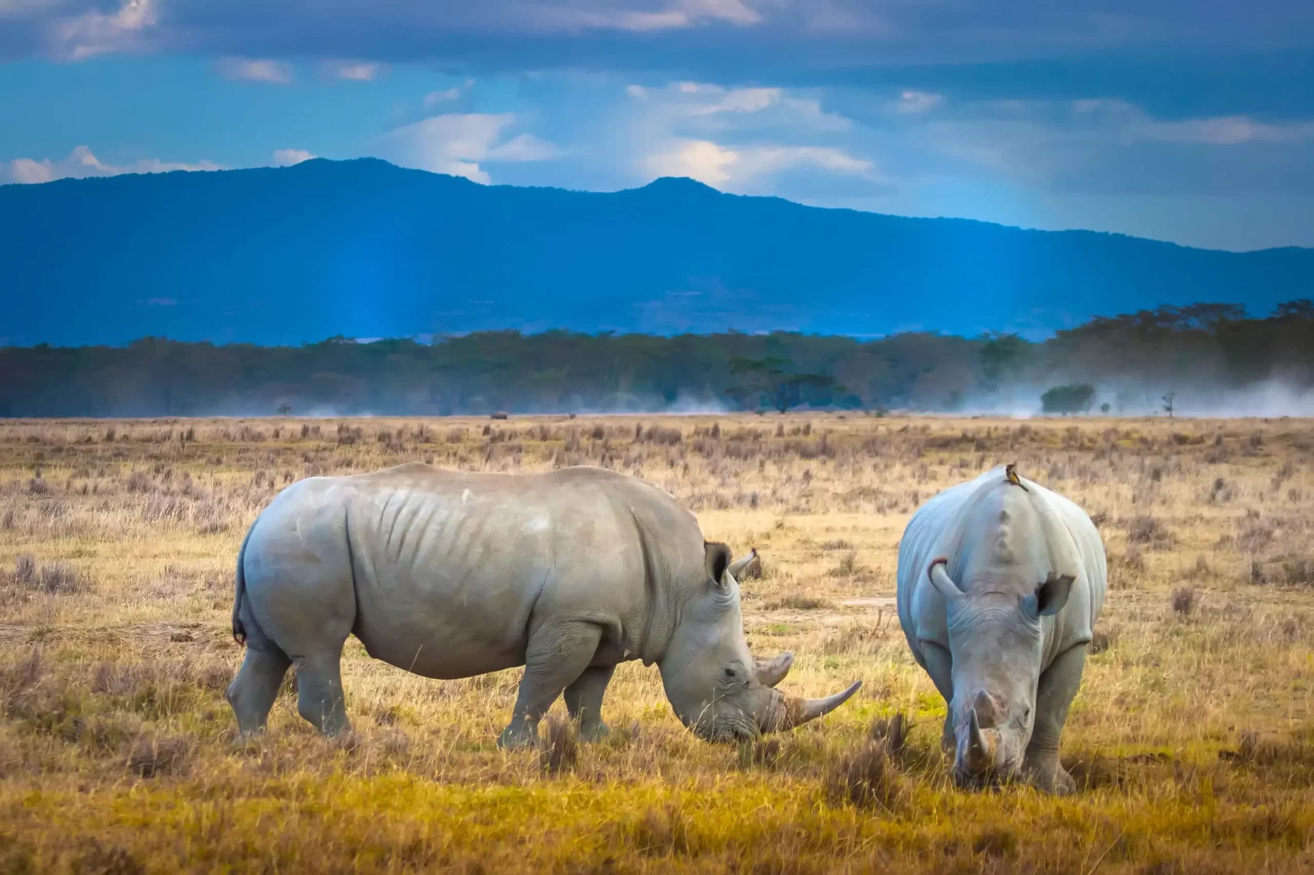 Day 2 — Morning Game Drive, Lake Naivasha Boat Ride & Crescent Island