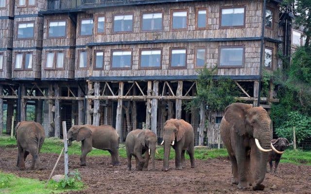 Day 2 — Full Day Aberdares — Karuru Falls, Forest Drives & Night Watch