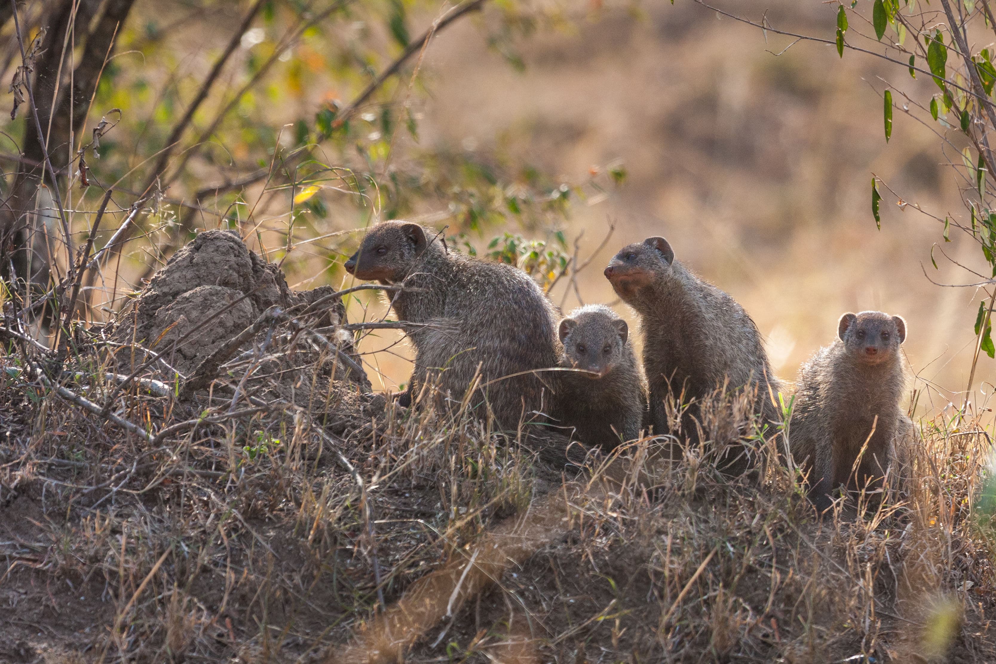 Day 5 — Lake Nakuru to Amboseli