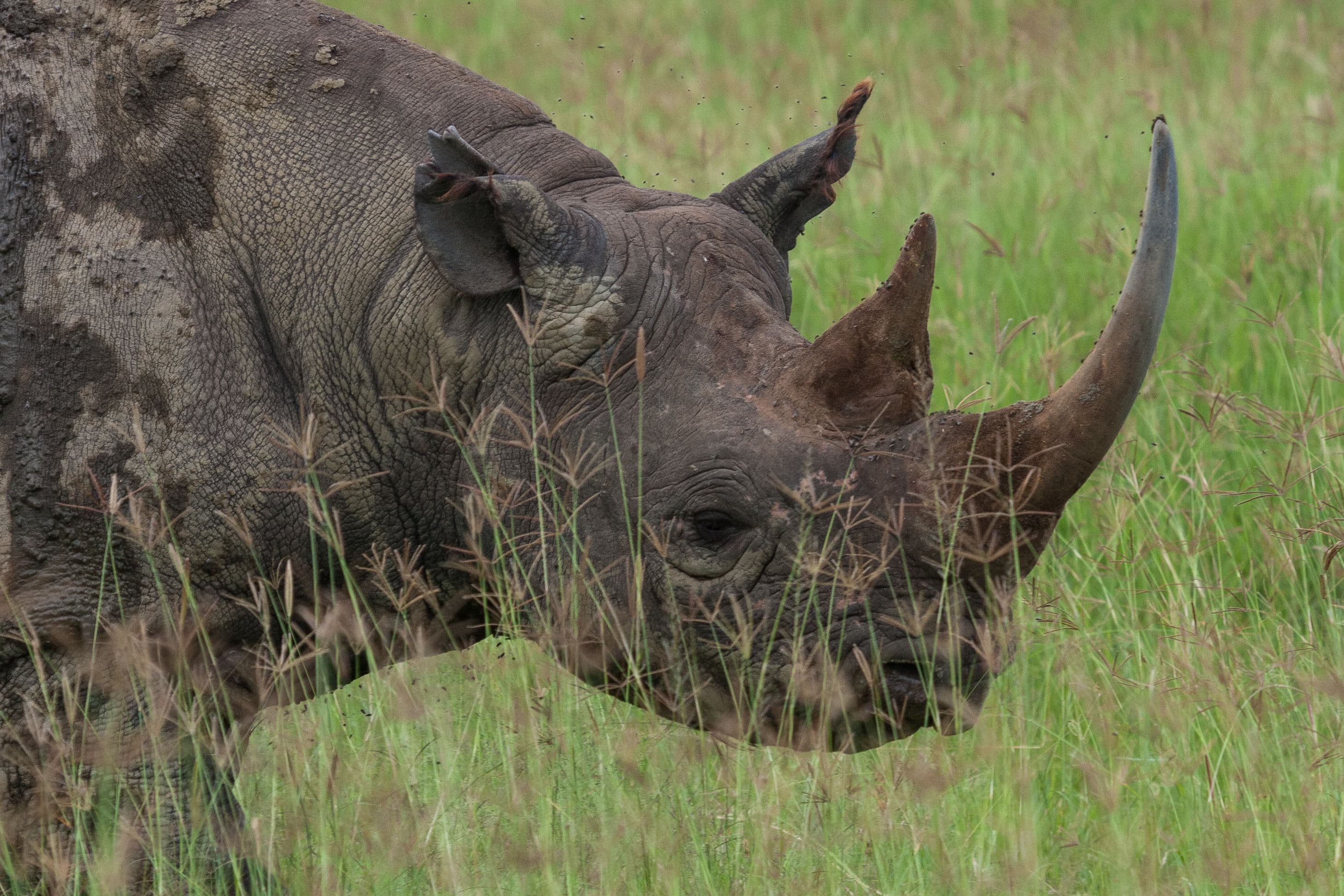 Day 6 — Full Day at the Masai Mara