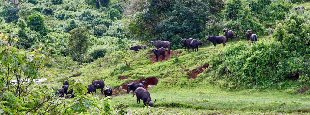 Day 3 — Aberdares to Ol Pejeta Conservancy — via Nyeri & Nanyuki (80 km, ~1.5 hrs)
