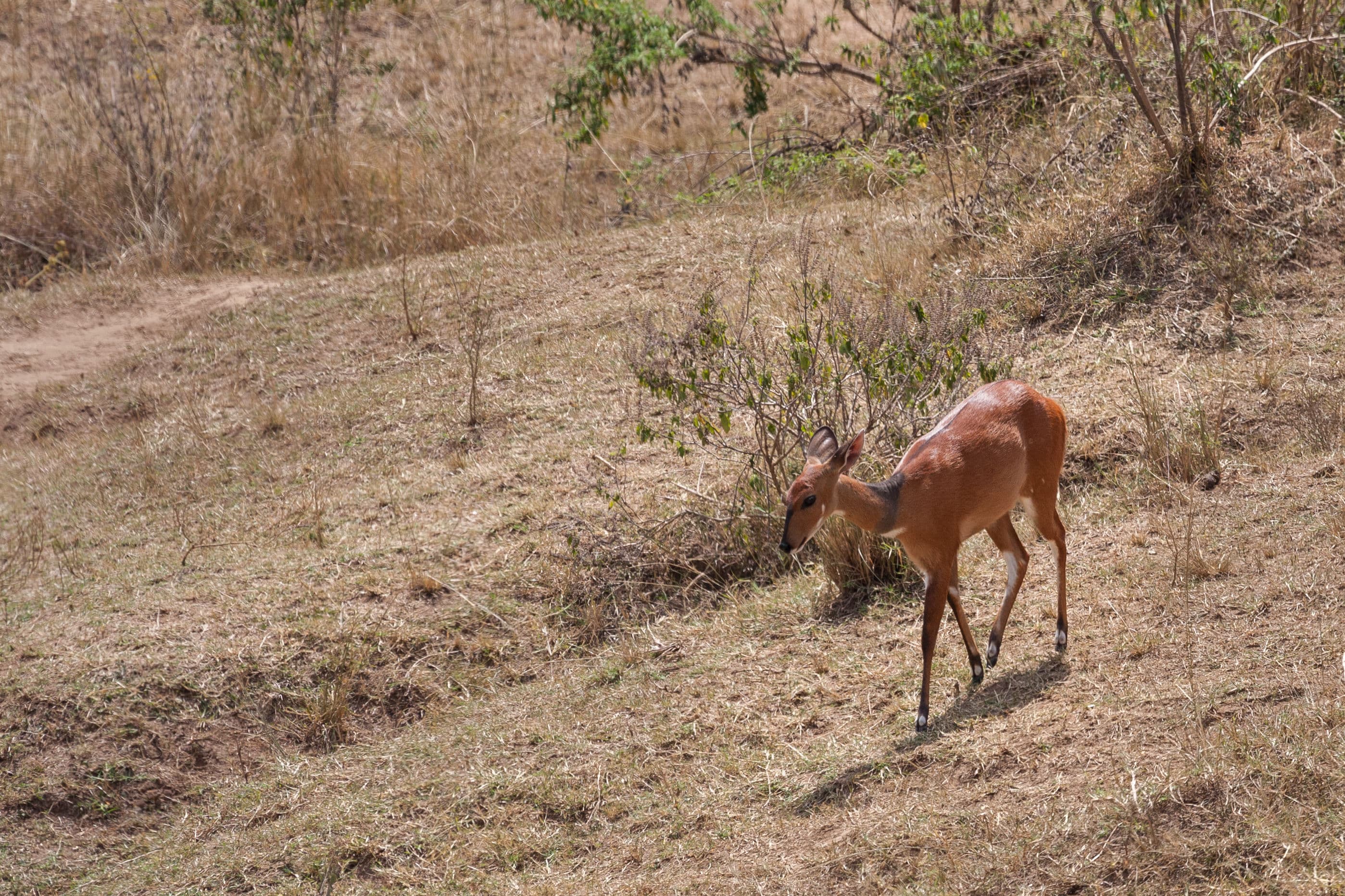 Day 2 — Full Day – The Heart of the Mara