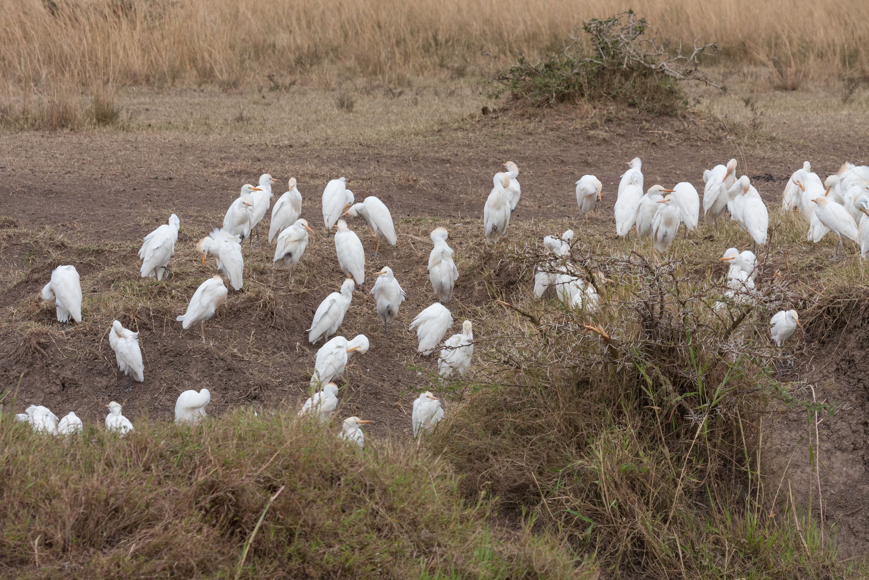 Day 3 — Full Day — Masai Mara National Reserve