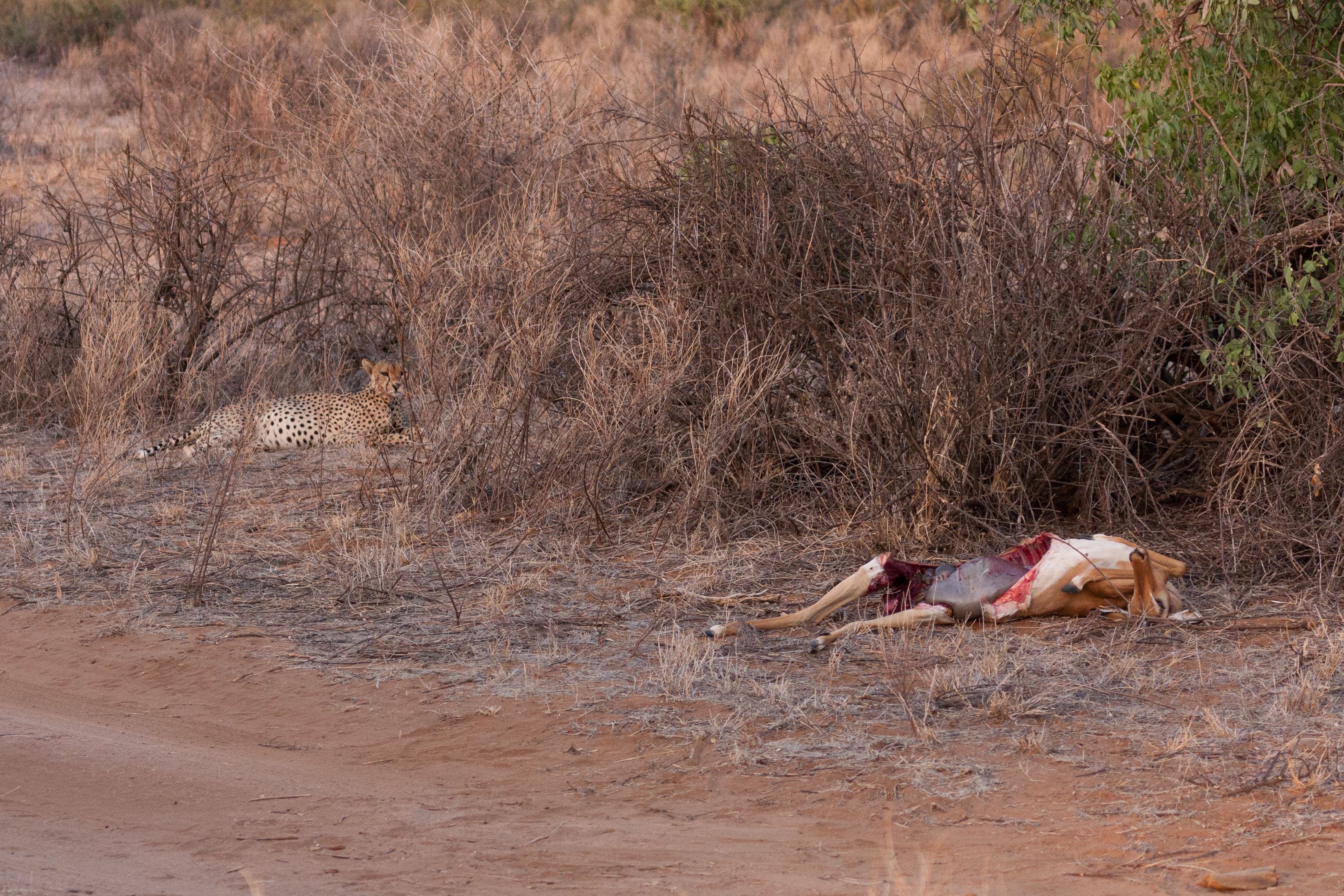 Day 3 — Samburu to Meru National Park — via Isiolo (180 km, ~3 hrs)