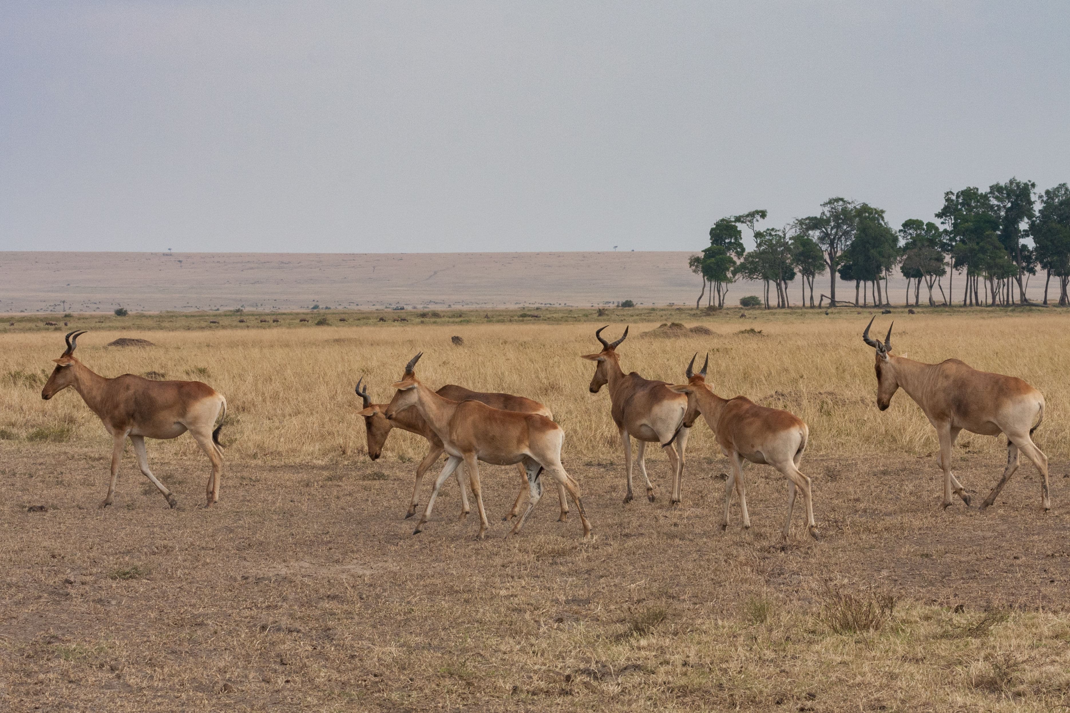 Day 3 — Amboseli – Lake Naivasha