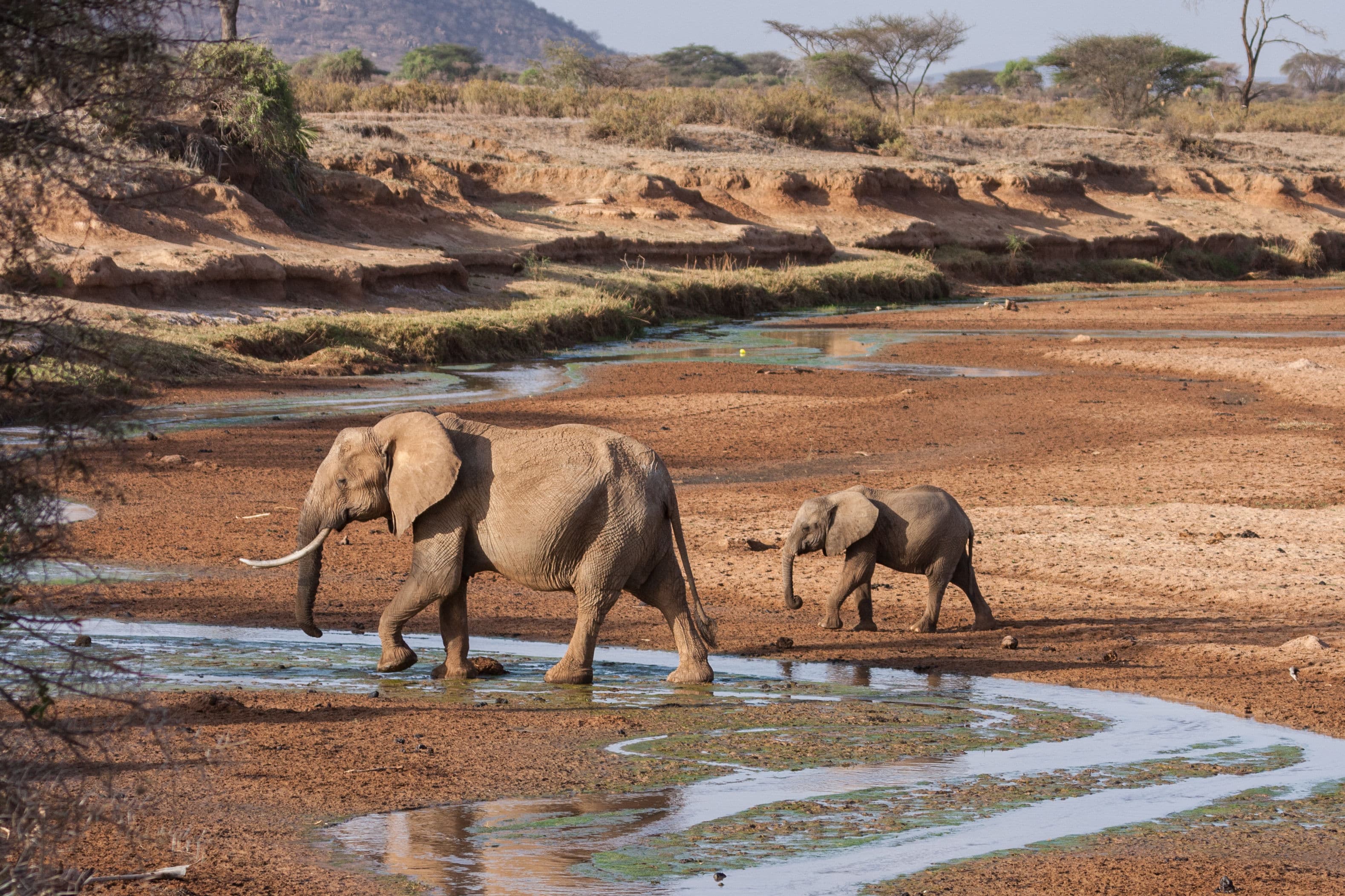 Day 3 — Samburu to Meru National Park — via Isiolo (180 km, ~3 hrs)