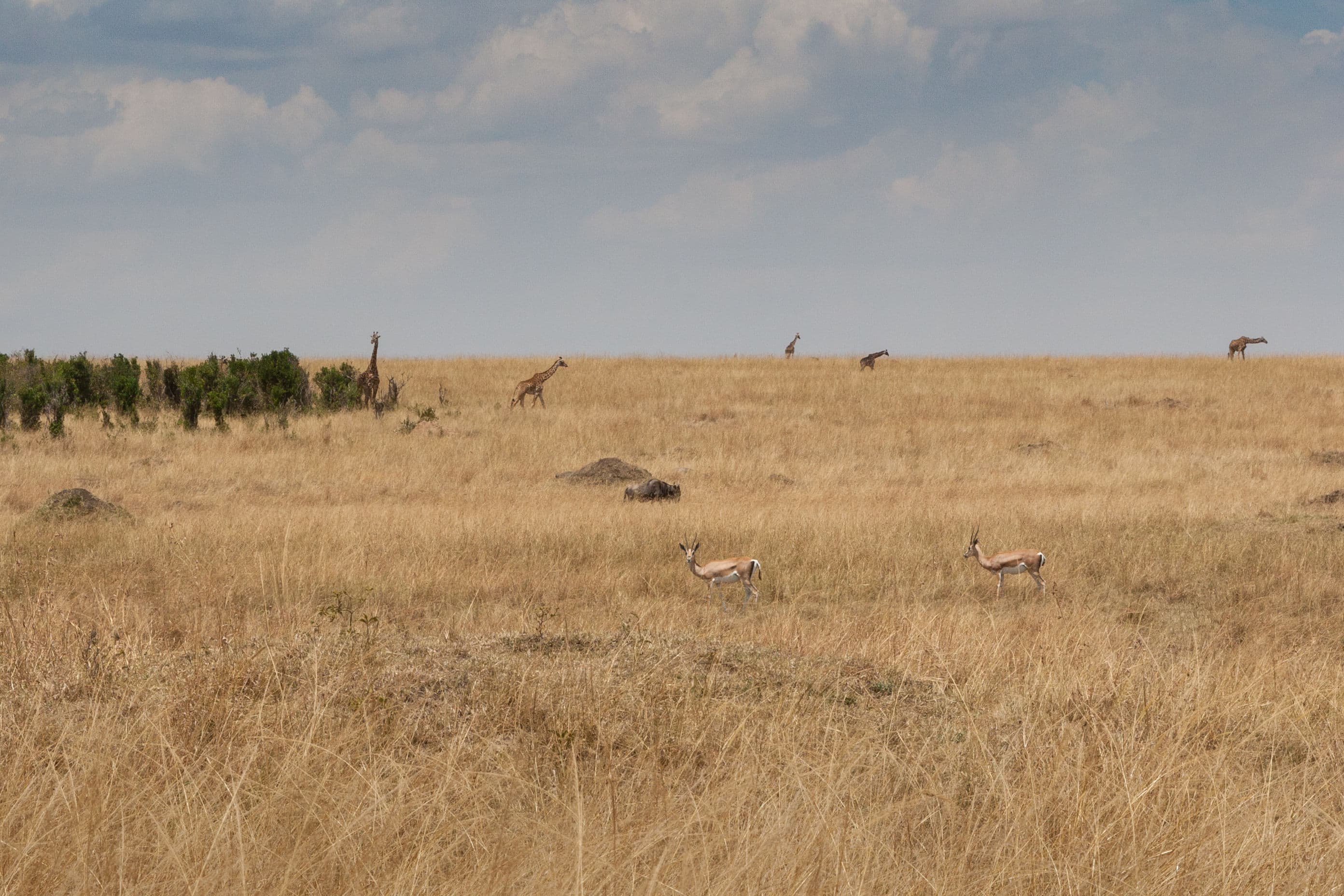 Day 2 — The Mara River – Migration Heartland