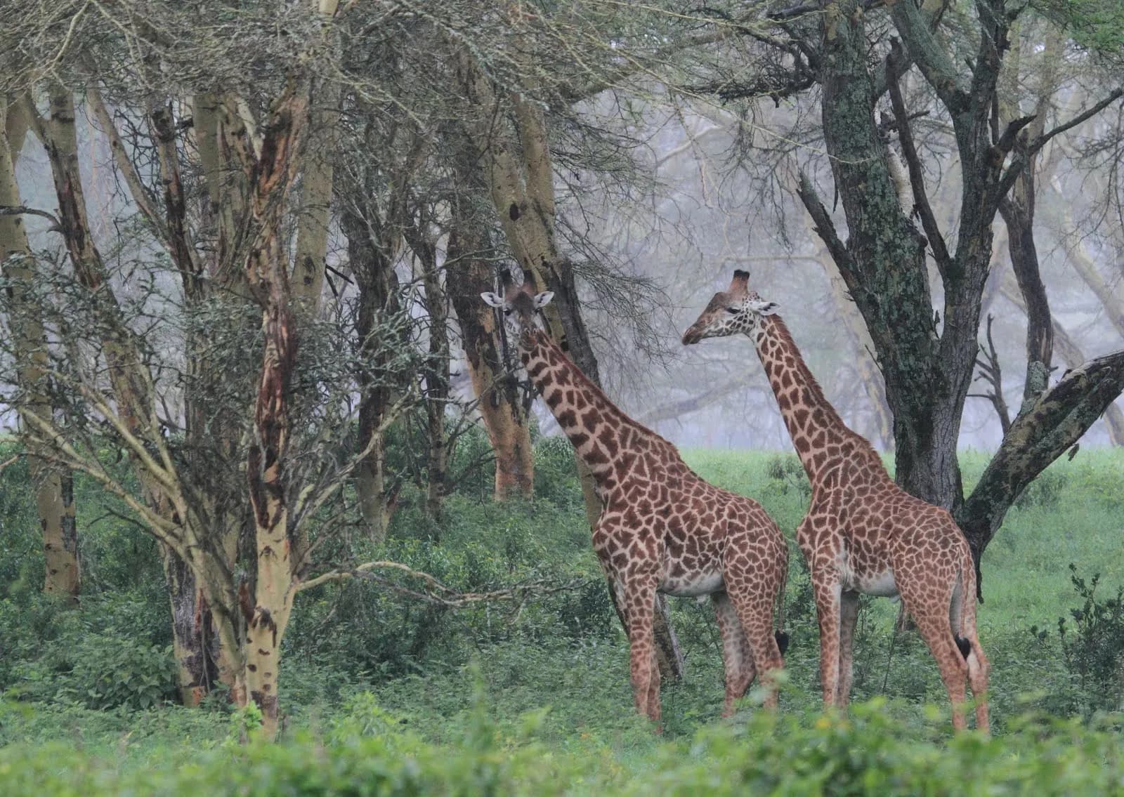Nairobi National Park & City Tour | Wildlife & Culture