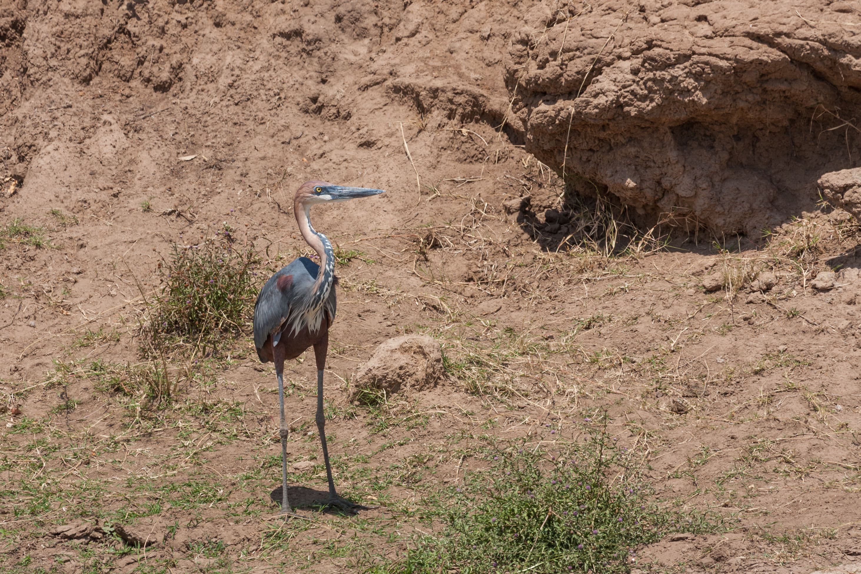 Day 5 — Serengeti to Ngorongoro