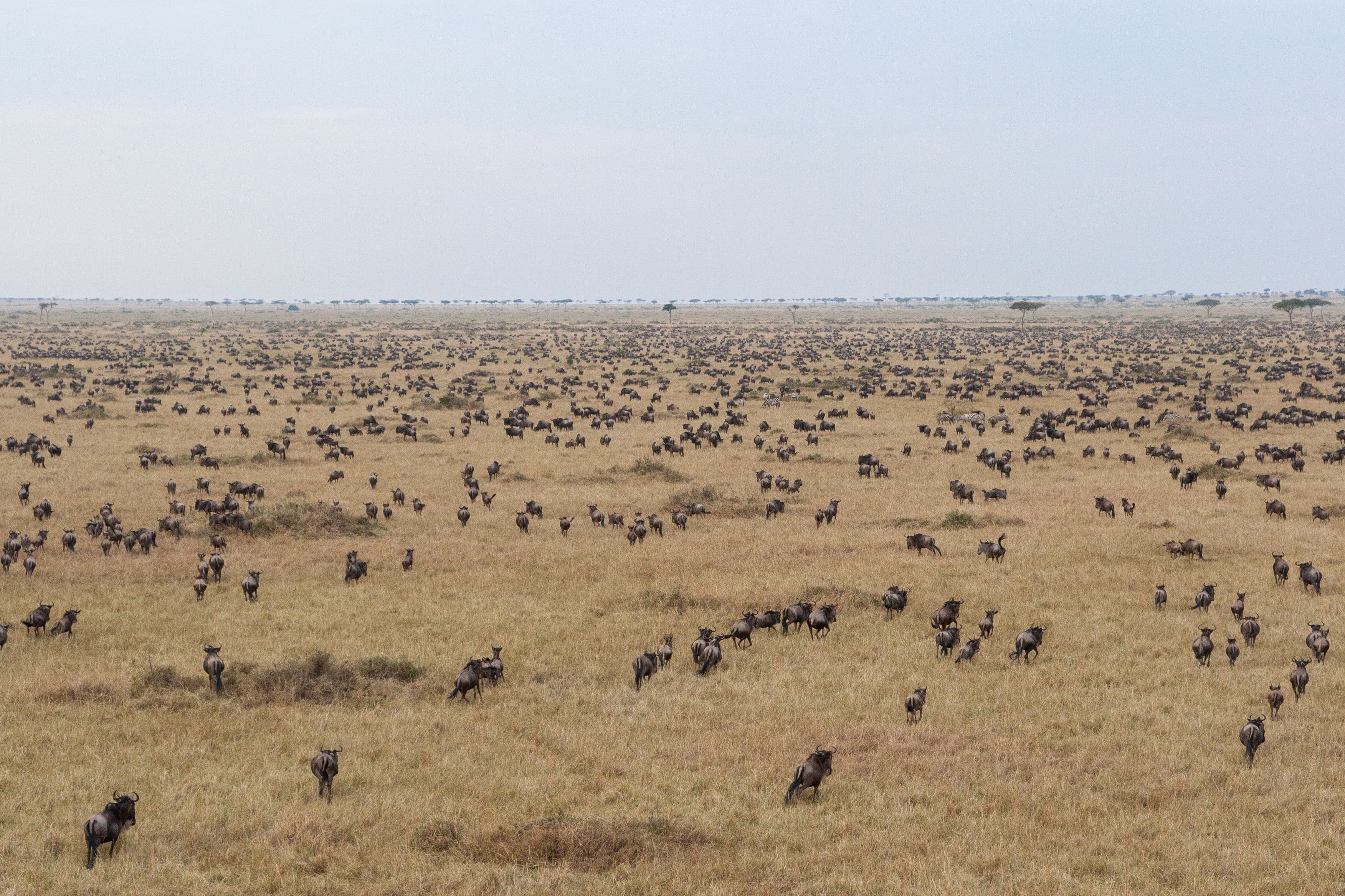 Day 2 — Full Day Samburu