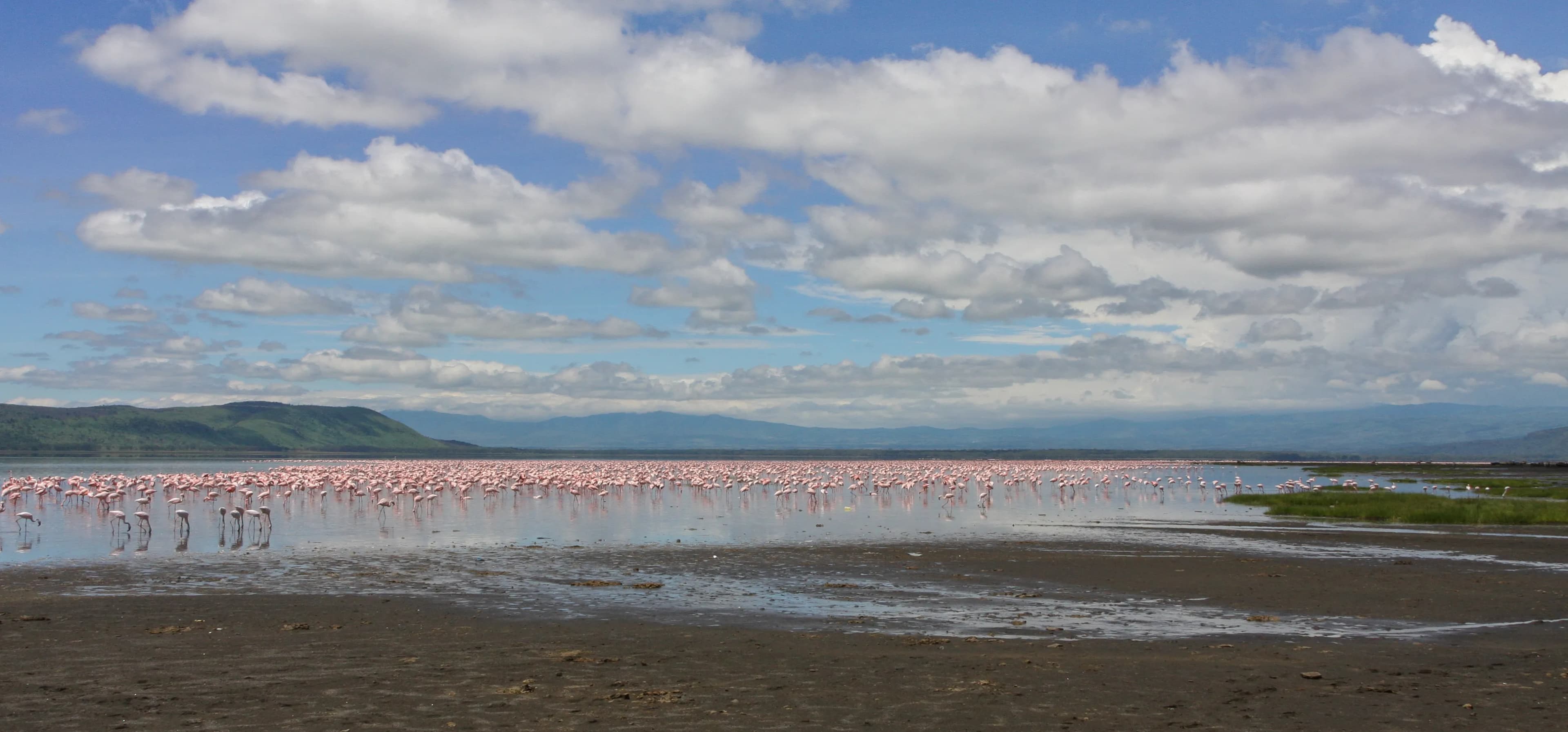 Lake Nakuru Day Trip from Nairobi: Rhinos, Flamingos & Lake Naivasha