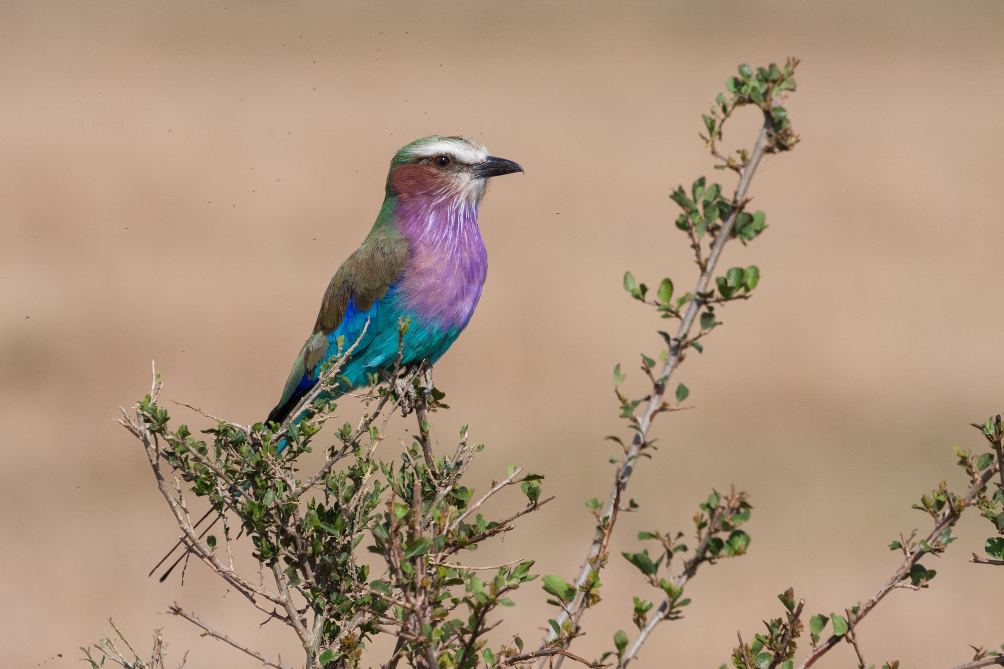 Day 2 — Early Morning Game Drive & Return to Nairobi