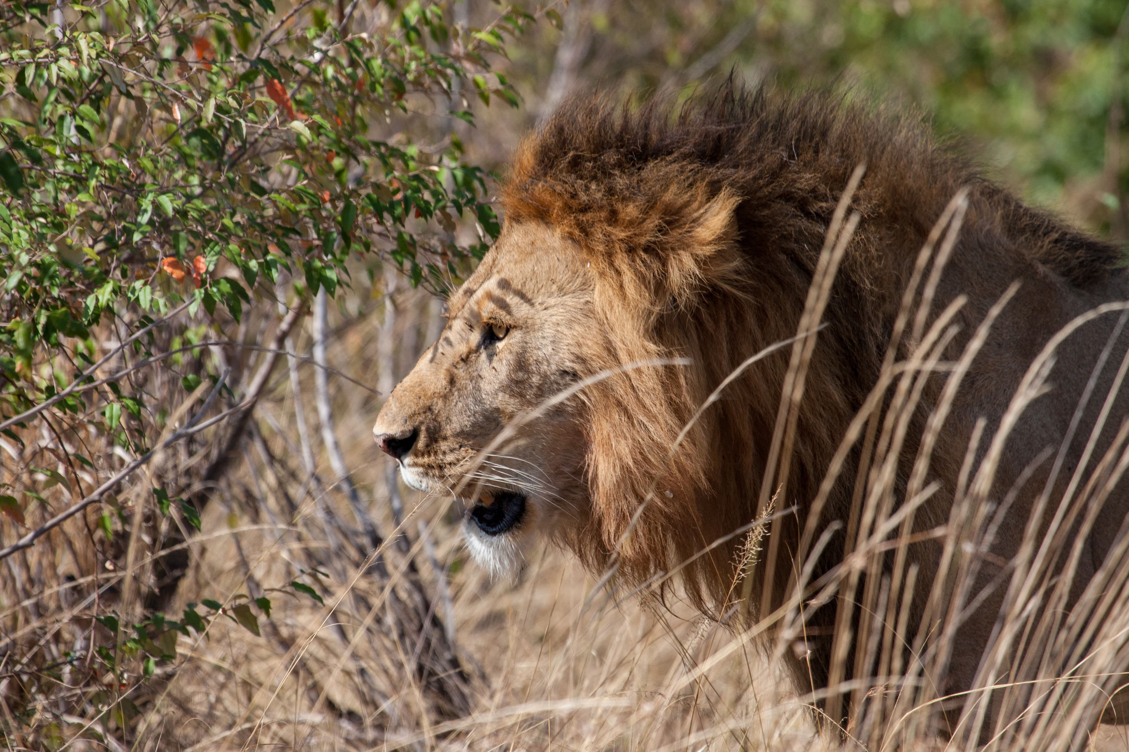 Day 1 — Nairobi National Park – Half Day Group Tour